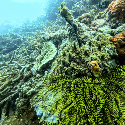 Diving Pulau Tubir Seram 005