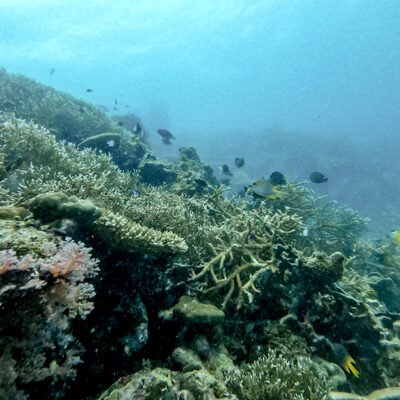 Diving Pulau Tubir Seram 007