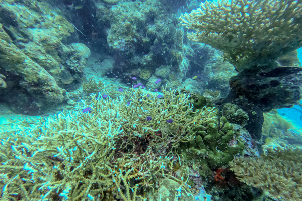 Diving Pulau Tubir Seram 008