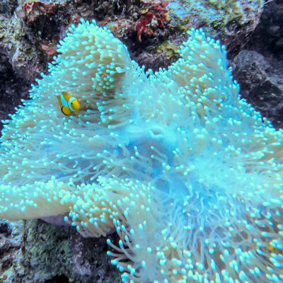 Diving Pulau Tubir Seram 009