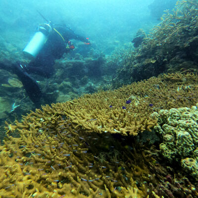 Diving Pulau Tubir Seram 011