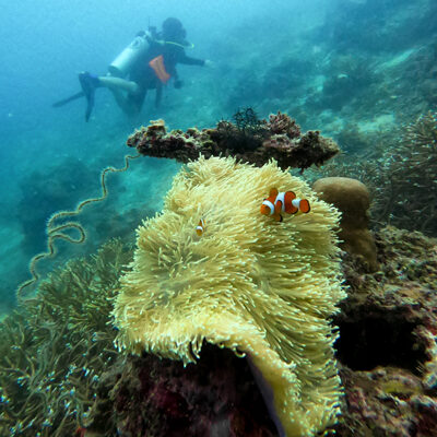 Diving Pulau Tubir Seram 012